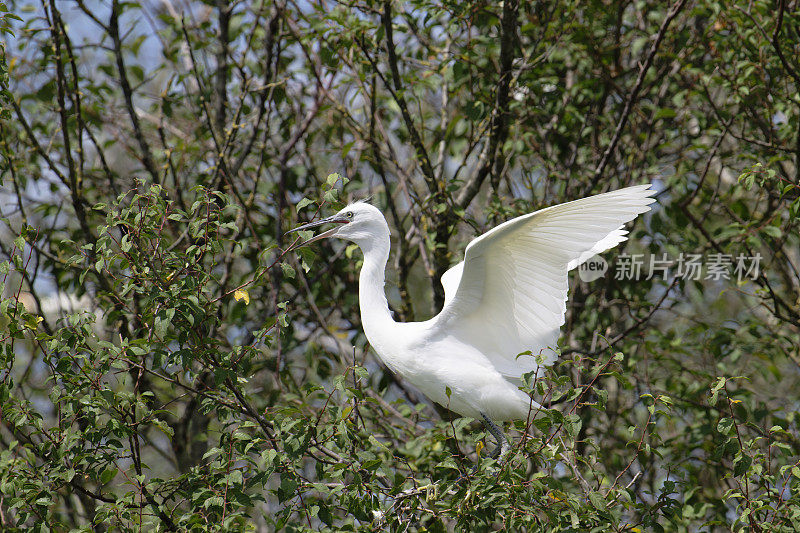 小白鹭(Egretta garzetta)